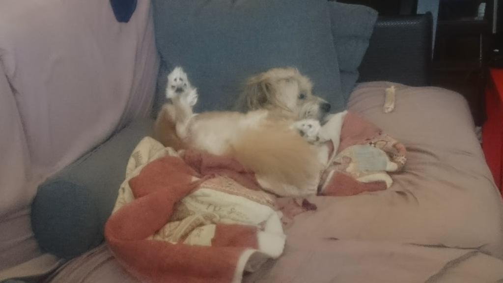 A dog lying on a sofa at home